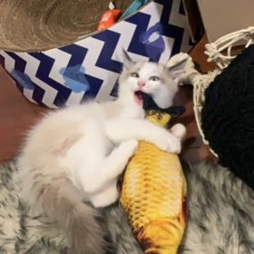Electric Moving Cat Kicker Fish Toy With USB Charging photo review
