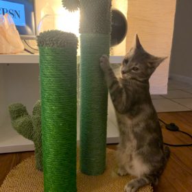 Cute Cactus Pet Cat Tree Toys photo review