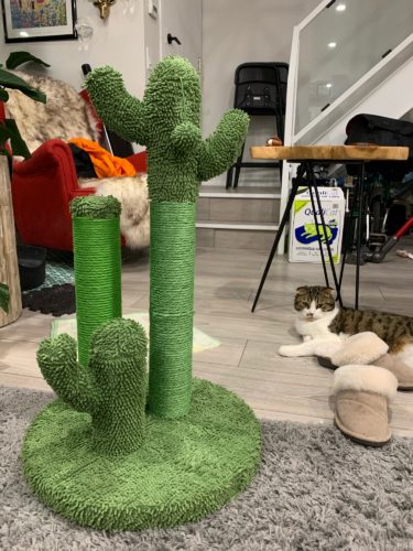 Cute Cactus Pet Cat Tree Toys photo review