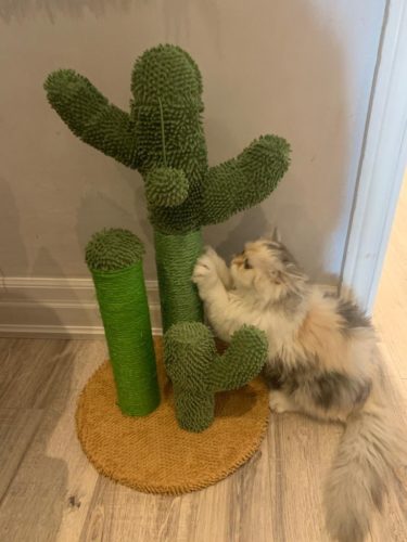 Cute Cactus Pet Cat Tree Toys photo review