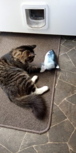 Electric Moving Cat Kicker Fish Toy With USB Charging photo review