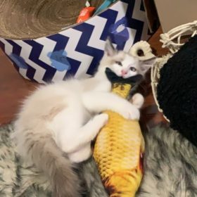 Electric Moving Cat Kicker Fish Toy With USB Charging photo review