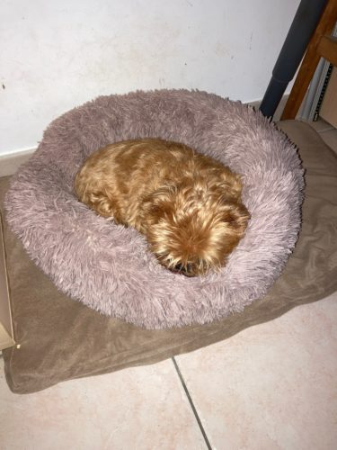 Comfy Pet Bed Calming High Stretch Soft Faux Fur For Dogs Cats photo review