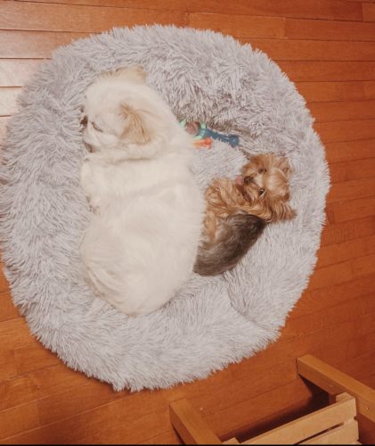 Comfy Pet Bed Calming High Stretch Soft Faux Fur For Dogs Cats photo review