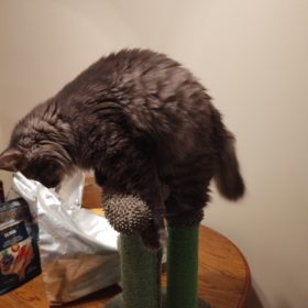 Cute Cactus Pet Cat Tree Toys photo review