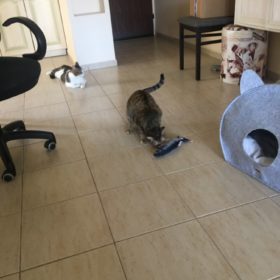 Electric Moving Cat Kicker Fish Toy With USB Charging photo review
