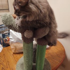Cute Cactus Pet Cat Tree Toys photo review