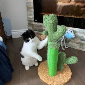 Cute Cactus Pet Cat Tree Toys photo review