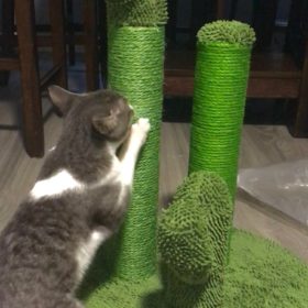 Cute Cactus Pet Cat Tree Toys photo review