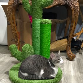 Cute Cactus Pet Cat Tree Toys photo review