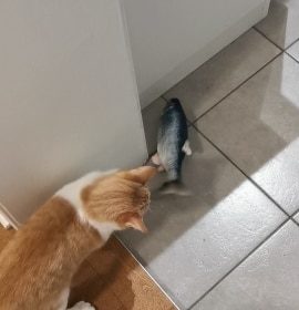 Electric Moving Cat Kicker Fish Toy With USB Charging photo review