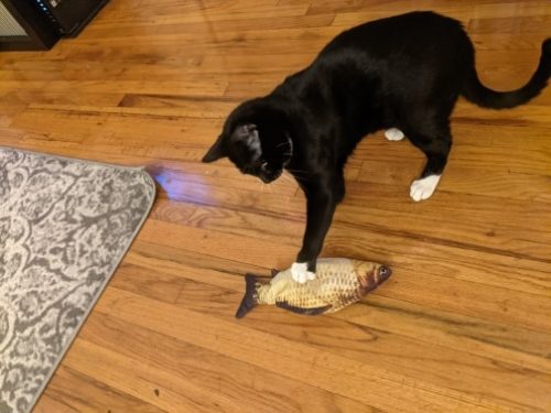 Electric Moving Cat Kicker Fish Toy With USB Charging photo review