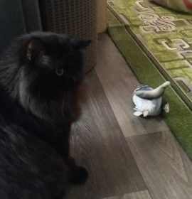 Electric Moving Cat Kicker Fish Toy With USB Charging photo review
