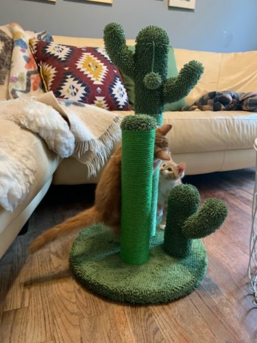 Cute Cactus Pet Cat Tree Toys photo review