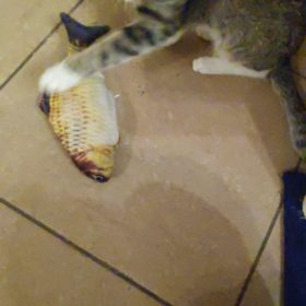 Electric Moving Cat Kicker Fish Toy With USB Charging photo review