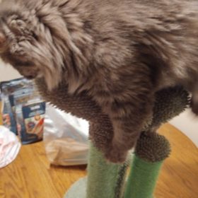 Cute Cactus Pet Cat Tree Toys photo review