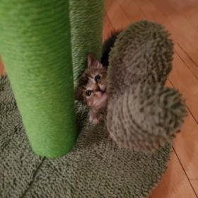 Cute Cactus Pet Cat Tree Toys photo review