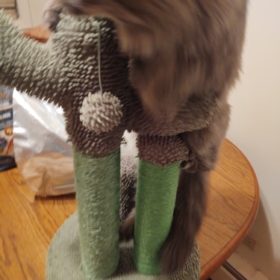 Cute Cactus Pet Cat Tree Toys photo review