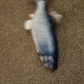 Electric Moving Cat Kicker Fish Toy With USB Charging photo review