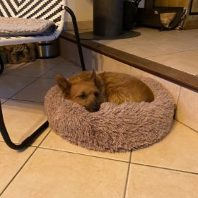 Comfy Pet Bed Calming High Stretch Soft Faux Fur For Dogs Cats photo review
