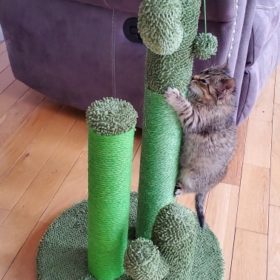 Cute Cactus Pet Cat Tree Toys photo review