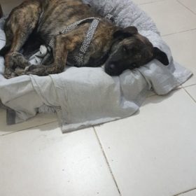 Comfy Pet Bed Calming High Stretch Soft Faux Fur For Dogs Cats photo review