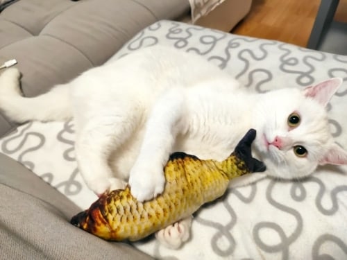 Electric Moving Cat Kicker Fish Toy With USB Charging photo review