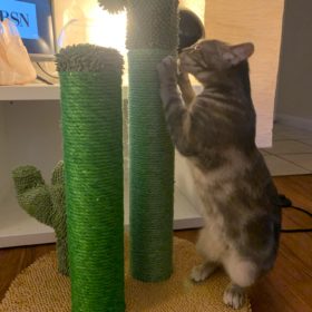 Cute Cactus Pet Cat Tree Toys photo review