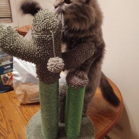 Cute Cactus Pet Cat Tree Toys photo review