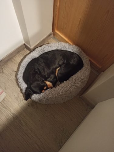 Comfy Pet Bed Calming High Stretch Soft Faux Fur For Dogs Cats photo review