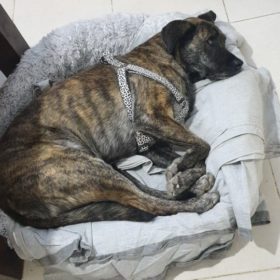Comfy Pet Bed Calming High Stretch Soft Faux Fur For Dogs Cats photo review