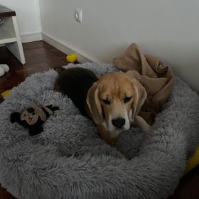 Comfy Pet Bed Calming High Stretch Soft Faux Fur For Dogs Cats photo review