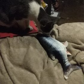 Electric Moving Cat Kicker Fish Toy With USB Charging photo review
