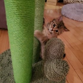 Cute Cactus Pet Cat Tree Toys photo review