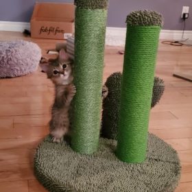 Cute Cactus Pet Cat Tree Toys photo review