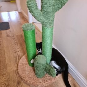 Cute Cactus Pet Cat Tree Toys photo review