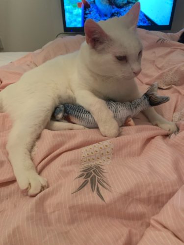 Electric Moving Cat Kicker Fish Toy With USB Charging photo review