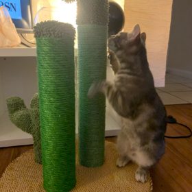 Cute Cactus Pet Cat Tree Toys photo review