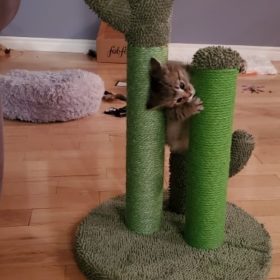 Cute Cactus Pet Cat Tree Toys photo review