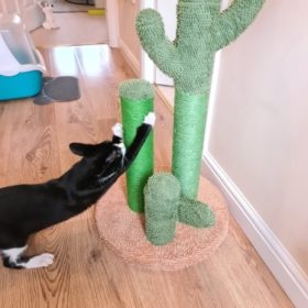 Cute Cactus Pet Cat Tree Toys photo review