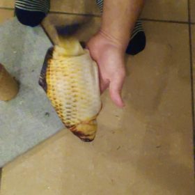 Electric Moving Cat Kicker Fish Toy With USB Charging photo review