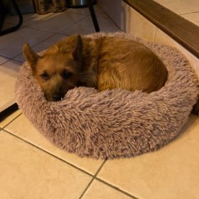 Comfy Pet Bed Calming High Stretch Soft Faux Fur For Dogs Cats photo review