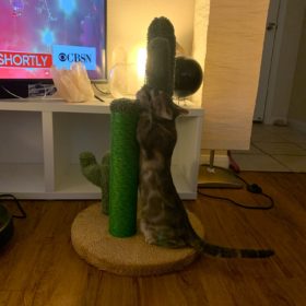 Cute Cactus Pet Cat Tree Toys photo review