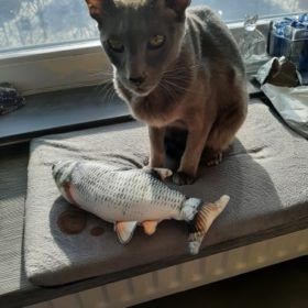 Electric Moving Cat Kicker Fish Toy With USB Charging photo review