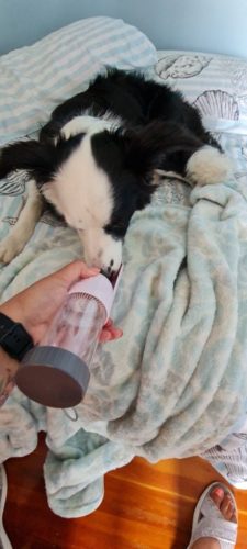 Portable Pet Dog Water Bottle With Filter photo review