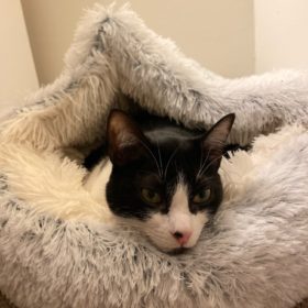 Cat Bed CatSuite Soft and Comfy Bed For Cat photo review