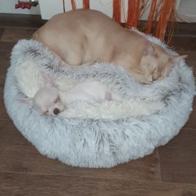 Cat Bed CatSuite Soft and Comfy Bed For Cat photo review