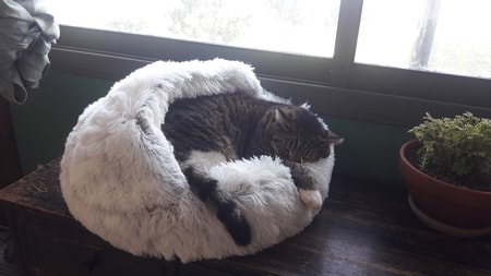 Cat Bed CatSuite Soft and Comfy Bed For Cat photo review