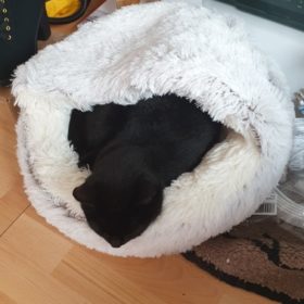 Cat Bed CatSuite Soft and Comfy Bed For Cat photo review