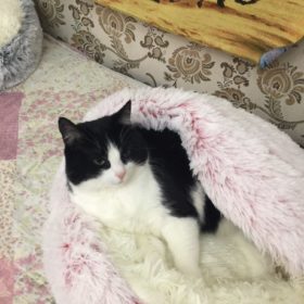 Cat Bed CatSuite Soft and Comfy Bed For Cat photo review